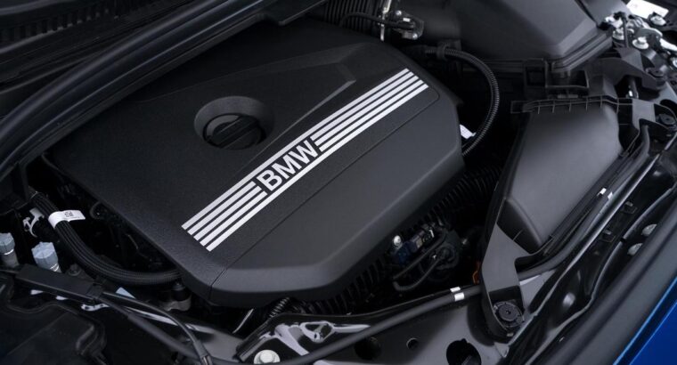 Adorable Persian Kitten